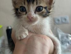 Котенок на счастье🐾