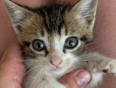 Котенок на счастье🐾