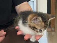 Котенок на счастье🐾