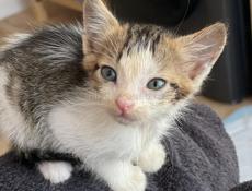 Котенок на счастье🐾