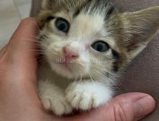 Котенок на счастье🐾
