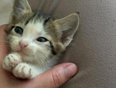 Котенок на счастье🐾