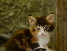 Котенок в добрые руки