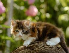 Котенок в добрые руки