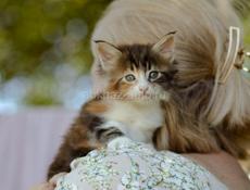 Котенок в добрые руки