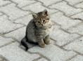 котенок