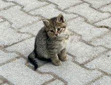 котенок