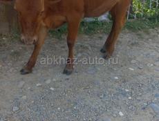 Продаются телёнок
