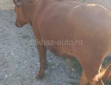 Продаются телёнок