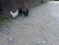 Продаются куры