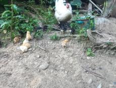Продаются куры