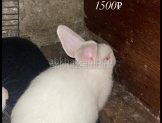 Продаются кролики