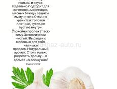 Продам местный чеснок.