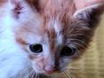 Котёнок