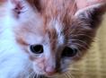 Котёнок