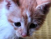 Котёнок