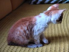 Котёнок