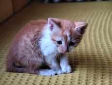 Котёнок