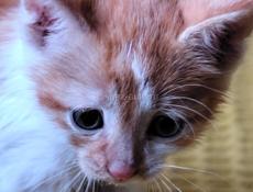 Котёнок