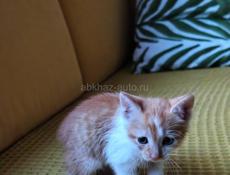 Котёнок