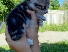 В добрые руки 
