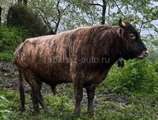 Бык 