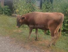 Продается бычок 70 кг 