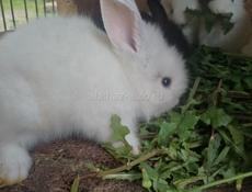 Продаю 2 крольчат 