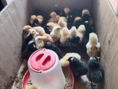 Продаю цыплят мясо-яичной породы. 48 шт. 9000 р