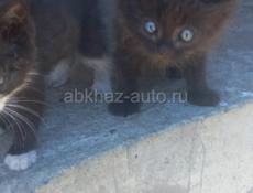 Два котенка в добрые руки 