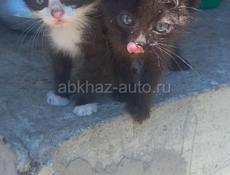 Два котенка в добрые руки 