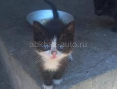 Два котенка в добрые руки 