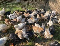 Продаются месячные цыплята мясо-яичной породы 300р 