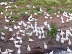 Продаются гуси и утки р. Очамчира с. Илор все по телефону
