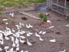 Продаются гуси и утки р. Очамчира с. Илор все по телефону