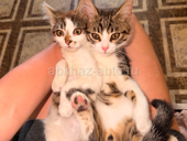 Котята 3 месяца
