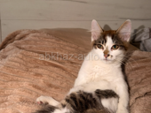 Котеночек мальчик