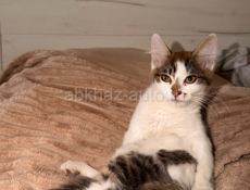 Котеночек мальчик