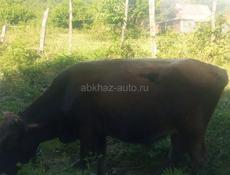 Бычок 