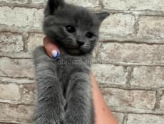 Пролаю котенка а хорошие руки 