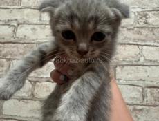 Продаю котенка в хорошие руки 