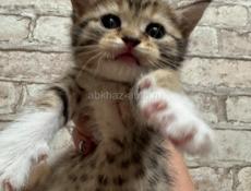 Продаю котенка , в хорошие руки 