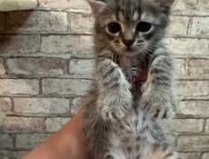 Продаю котенка , в хорошие руки 