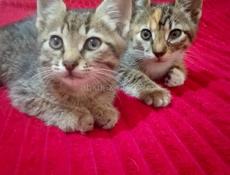 ОТДАЁМ КОТЯТ В ДОБРЫЕ РУКИ 