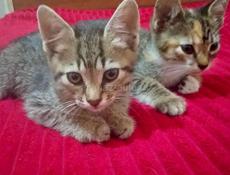 ОТДАЁМ КОТЯТ В ДОБРЫЕ РУКИ 