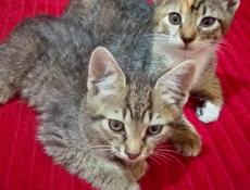 ОТДАЁМ КОТЯТ В ДОБРЫЕ РУКИ 