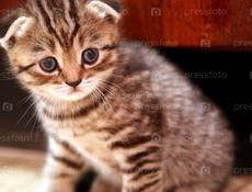 куплю котенка вислоухого 