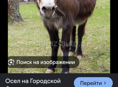куплю осла