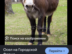 куплю осла