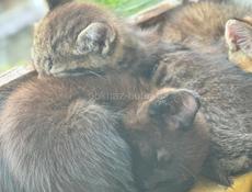 ВЫБРОШЕННЫЕ В УЩЕЛЬЕ КОТЯТА ИЩУТ ДОМ